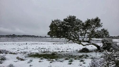 a tree in a field covered in snow at Casa museo "Sa domu de ziu Antoneddu" in Tuili