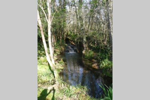 a stream in the middle of a forest at Gîte MOULIN DU CROS 4 , 6 personnes in Faleyras