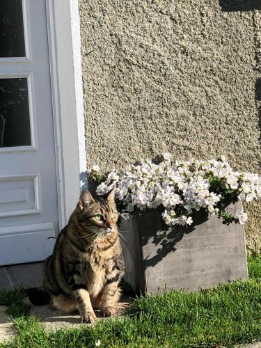 a cat sitting next to a vase of flowers at Les Hortensias in Espoey