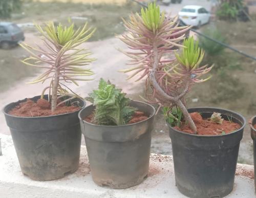 quatro vasos de plantas sentadas no parapeito da janela em Prince residency Venue em Bangalore