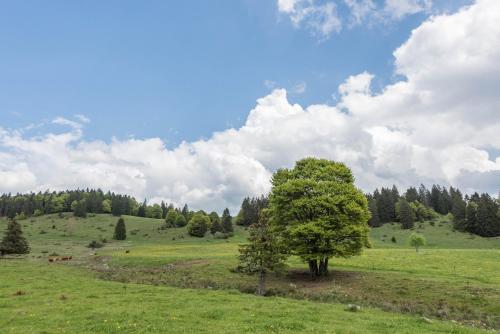 Příroda nedaleko apartmánu