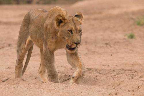 a lion cub walking in the dirt at Leopard Mountain Safari Lodge in Manyoni Private Game Reserve