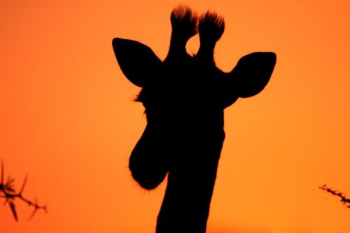 a silhouette of a person with their hands in the air at Leopard Mountain Safari Lodge in Manyoni Private Game Reserve