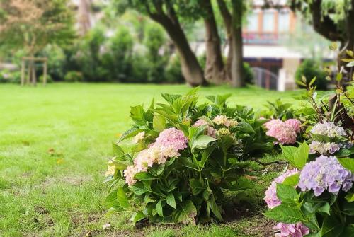 a bush with pink flowers in a park at Le Petit Boutique Hotel in Santander