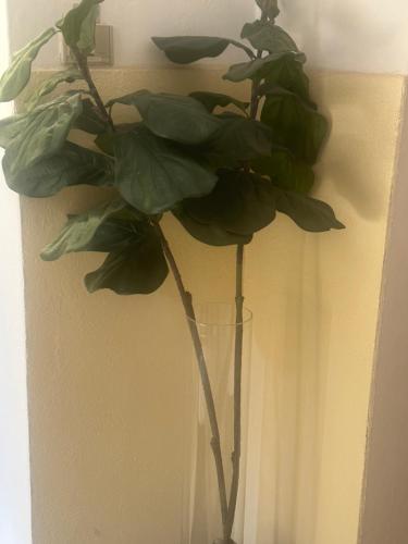 Rosa House photo 100