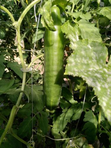 a green chili pepper hanging from a plant at Le Domaine de la Férière in Sallen