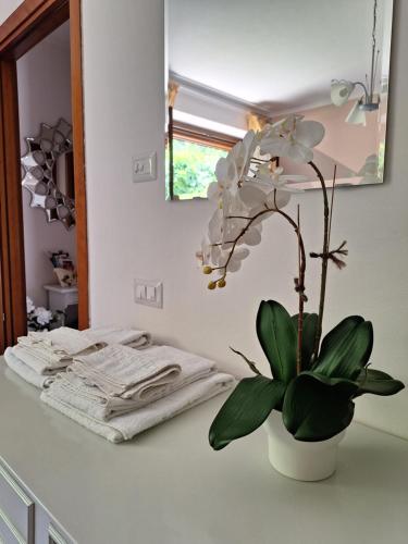 uma planta num vaso num balcão numa casa de banho em Nonna Lella - Appartamento con parcheggio privato em Montepulciano
