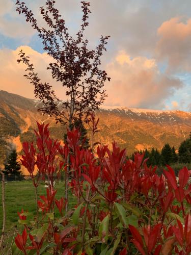 a field of red flowers with mountains in the background at Hotel Koferita in Melissourgoí