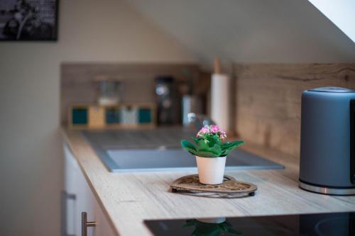 eine Topfpflanze, die auf einer Theke in einer Küche sitzt in der Unterkunft la maison d'Elise in Dollon