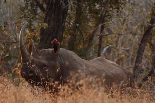 a rhino standing in a field of tall grass at Leopard Mountain Safari Lodge in Manyoni Private Game Reserve