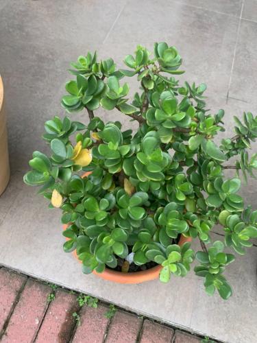 a green plant in a pot on the ground at Aconchego do Vale in Blumenau