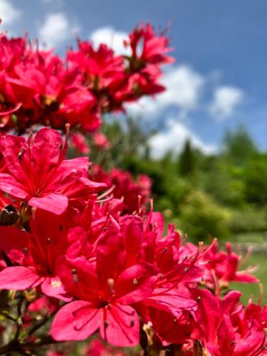 a group of red flowers in a field at Julian's English Homestay and Pension in Fujimi