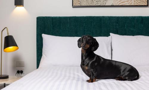 a black dog sitting on a bed at The Sebel Canberra Campbell in Canberra