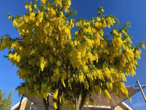 a tree full of yellow flowers in front of a building at Villa Wiegand - a room with a view in Holbæk