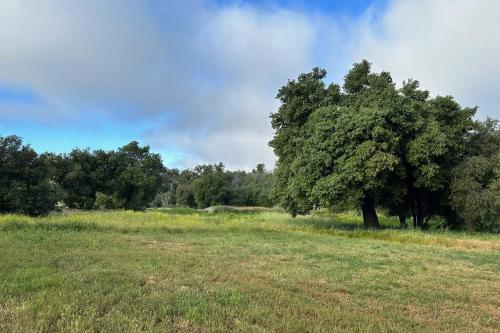 a tree in the middle of a field at Julian Orchard Ranch in Santa Ysabel