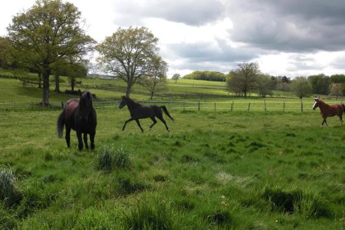 a group of horses running in a field at Captains Cabin, gite neuf dans ancienne maison campagne in Saint-Priest-la-Plaine