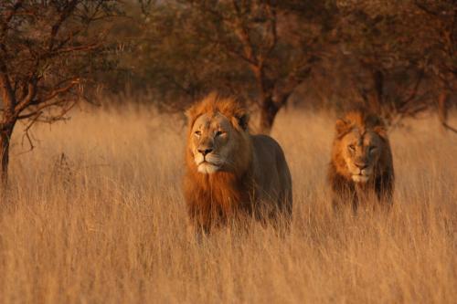two lions walking in a field of tall grass at Leopard Mountain Safari Lodge in Manyoni Private Game Reserve