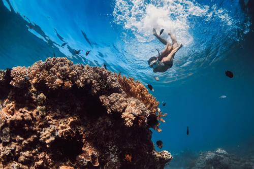 a person swimming in the ocean near a coral reef at Rose Apartments in Anda
