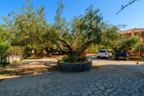 a tree in a stone circle on a driveway at Evita Studios in Svoronata