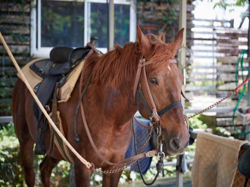 a brown horse is tied to a fence at Hotel Murasakimura in Yomitan