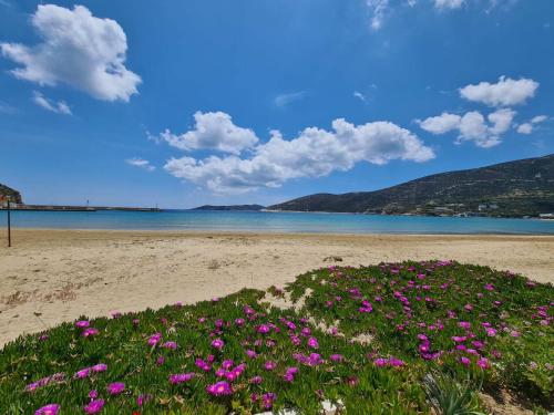 un campo de flores rosas en una playa en Merope seaside house, en Platis Yialos Sifnos