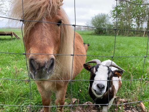 a horse and a goat standing next to a fence at De Scheure, charmant vakantiehuisje midden in de natuur in Alveringem