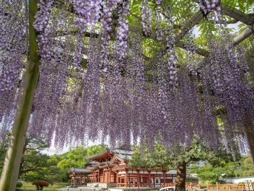 a bunch of purple flowers hanging from a tree at Hanayashiki Ukifune-en in Uji
