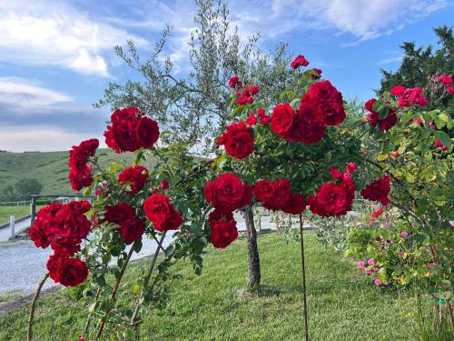 En have udenfor Masso alle Rose di Santarsiero Serena