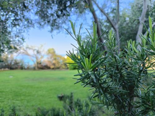 a green bush with a field in the background at Villa Tre Mari in Villasimius
