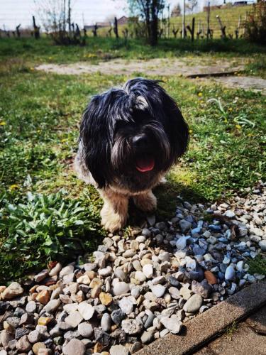 a dog standing on a pile of rocks at POČITNIŠKA HIŠA PRLEČKA in Miklavž pri Ormožu