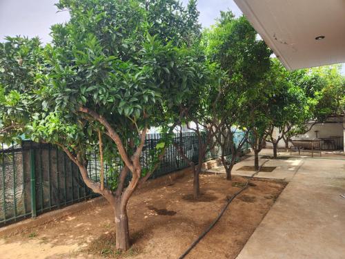 a row of trees in front of a fence at Cozy apartment in Nea Kios in Néa Kíos