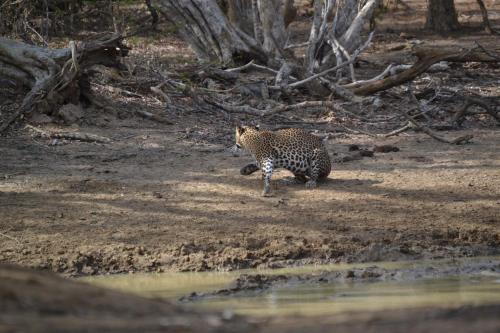 a cheetah walking on the ground near a body of water at Kataragama Homestay in Kataragama