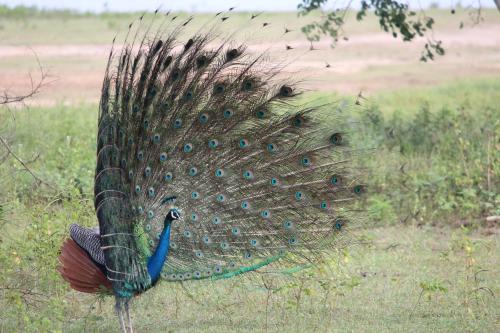 a peacock with its feathers out in a field at Kataragama Homestay in Kataragama