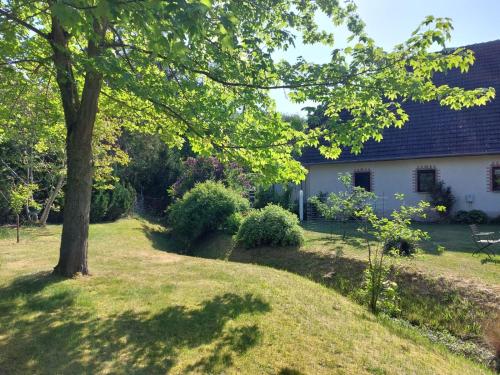 a white house with a tree in the yard at Klosterblick in Bad Doberan