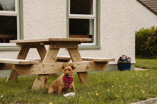 a dog sitting in the grass next to a picnic table at Donegal Estuary Holiday Homes in Donegal