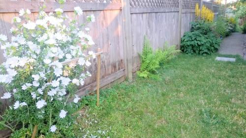 un jardín con una valla y flores blancas en Vancouver 2BR Garden Suite en Vancouver