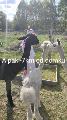 three goats standing in a field looking in a mirror at ROZTOCZE, Domek Na Leśnym Wzgórzu, Zwierzyniec, Krasnobród,Zamość in AdamÃ³w