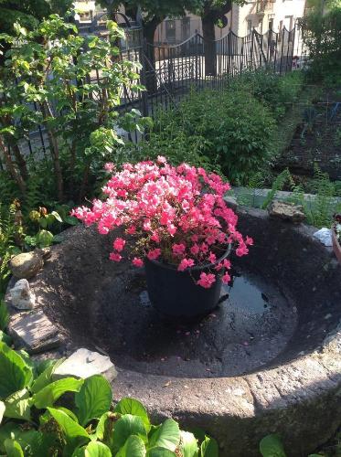 a pot of pink flowers sitting in a garden at Bed & Breakfast Casa Marinella in Lenna