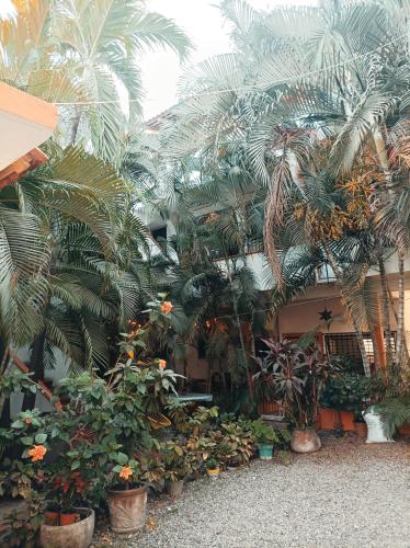 a bunch of palm trees and plants in a building at Hotel Villa Tulipanes in Zihuatanejo
