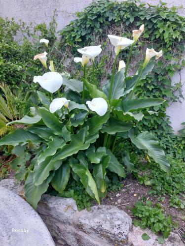 a plant with white flowers on a rock at Chambres d'Hôtes L'Insulaire in Saint-Denis-dʼOléron
