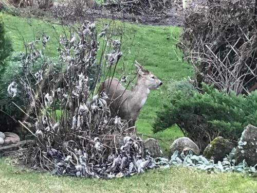 a deer standing in the grass near some flowers at Lake Dreamhouse in Žuklijai