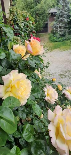 Сад в Il Giardino del Gallo