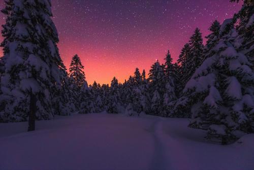 a starry night in a snow covered forest with trees at POHORJE HOUSE 2 FOUR APPARTMETNS in Oplotnica