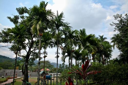 a group of palm trees in a yard at Hotel Boutique Villas de San Sebastián in Villavicencio