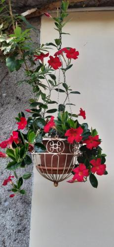 Сад в Il Giardino del Gallo