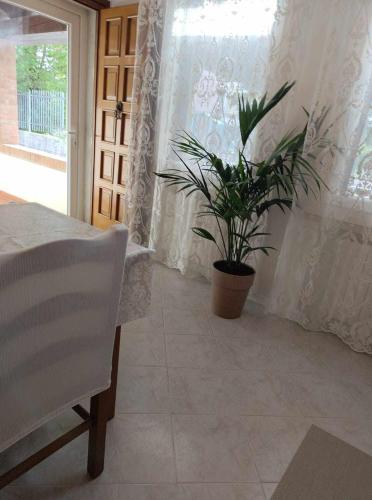 a plant in a room with a table and a window at Traghetto vecchio house in Cavallino-Treporti