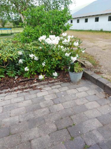 a bunch of white flowers in a garden at Elmegaard in Kolding