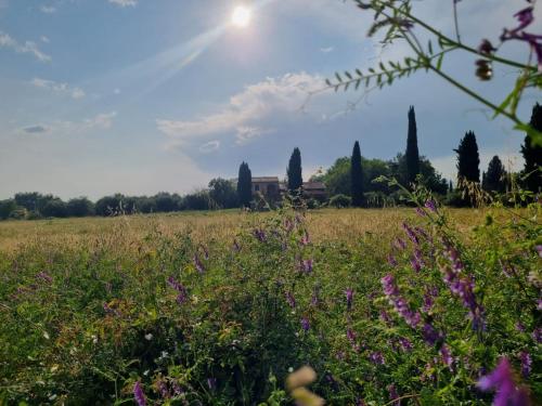 a field of flowers with the sun in the background at CASA MAIRA IN CENTRO A SATURNIA in Saturnia