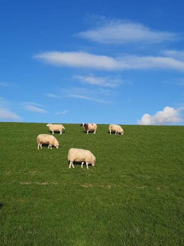 a herd of sheep grazing in a field of grass at Ferienwohnung Frau Hansen in Dangast