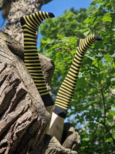 a pair of socks stuck in a tree at Ferienwohnung Frau Hansen in Dangast